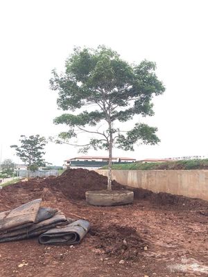 Qualité Bateau de levage de lancement de dock sec de Marine Rubber Ship Launching Airbags usine